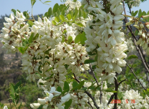 Sophora japonica seed